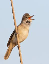 Image result for Acrocephalus arundinaceus