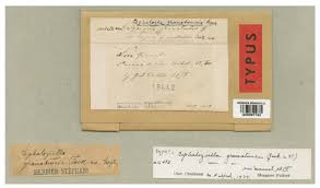 Attēlu rezultāti vaicājumam “Cephaloziella elachista”