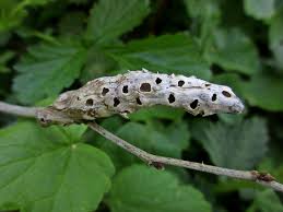 Attēlu rezultāti vaicājumam “Diastrophus rubi”