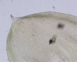 Attēlu rezultāti vaicājumam “Pseudoscleropodium purum”