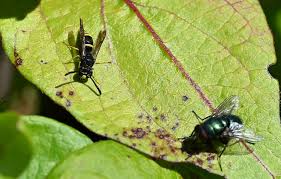 Attēlu rezultāti vaicājumam “Ancistrocerus sp.”