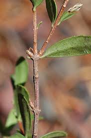 Attēlu rezultāti vaicājumam “Stemonitopsis typhina var. similis stalked”