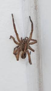 Attēlu rezultāti vaicājumam “Lycosidae”