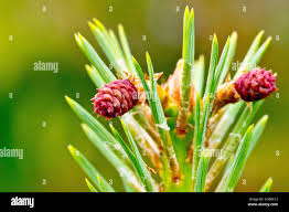 Attēlu rezultāti vaicājumam “Pinus sylvestris female flower”