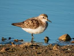 Image result for Calidris ruficollis