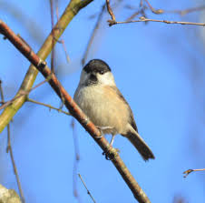 Attēlu rezultāti vaicājumam “Poecile montanus”