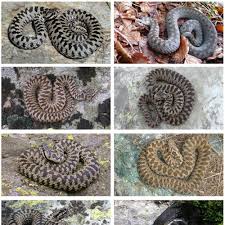 Image result for Spen Valley Vipers