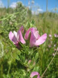 Attēlu rezultāti vaicājumam “Ononis arvensis”