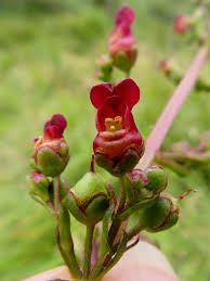 Attēlu rezultāti vaicājumam “Scrophularia umbrosa flower”