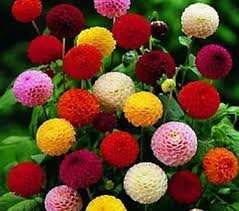 Image result for Dahlia x pinnata `Pompon Lilliput`