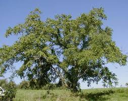 Attēlu rezultāti vaicājumam “Juglans cinerea”