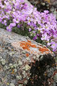 Attēlu rezultāti vaicājumam “Aubrieta deltoidea flower”