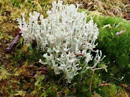 Attēlu rezultāti vaicājumam “Cladonia phyllophora”