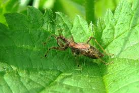 Attēlu rezultāti vaicājumam “Himacerus apterus”