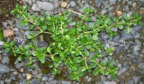 Attēlu rezultāti vaicājumam “Drepanocladus aduncus var. polycarpon”