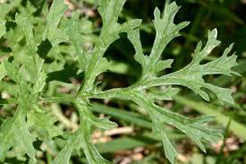 Attēlu rezultāti vaicājumam “Jacobaea vulgaris leaf”