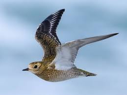 Attēlu rezultāti vaicājumam “Pluvialis apricaria”