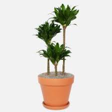 Attēlu rezultāti vaicājumam “Conardia compacta”