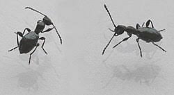 Attēlu rezultāti vaicājumam “Anthicidae”