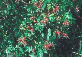 Attēlu rezultāti vaicājumam “Rosa villosa fruit”