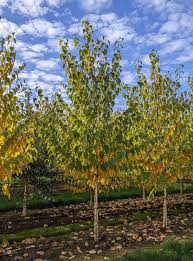 Attēlu rezultāti vaicājumam “Betula papyrifera”