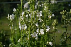 Image result for Polemonium coeruleum album