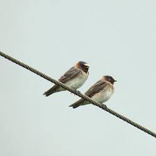 Image result for Petrochelidon pyrrhonota