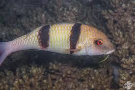 Image result for Parupeneus trifasciatus