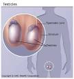 Testicles are a huge source of stem cells | Chxa.