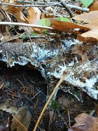 Attēlu rezultāti vaicājumam “Hydnocristella himantia”