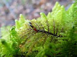 Attēlu rezultāti vaicājumam “Thamnobryum subserratum sporophyte”