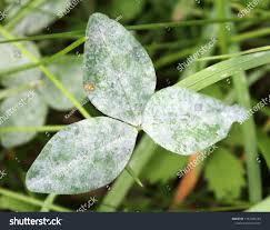 Attēlu rezultāti vaicājumam “Sawadaea tulasnei”