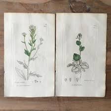 Attēlu rezultāti vaicājumam “Melampyrum cristatum leaf”