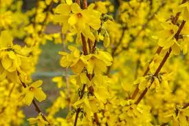 Attēlu rezultāti vaicājumam “Forsythia intermedia”