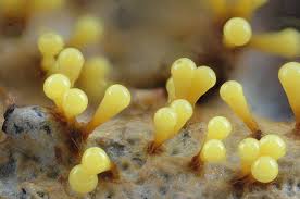 Attēlu rezultāti vaicājumam “Physarum rubiginosum plasmodium”