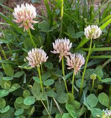 Attēlu rezultāti vaicājumam “Trifolium repens”