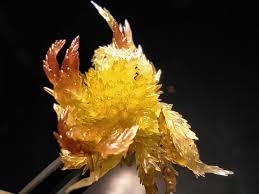 Attēlu rezultāti vaicājumam “Sphagnum molle”