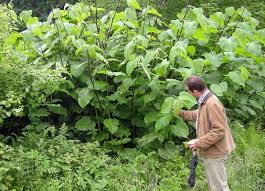 Attēlu rezultāti vaicājumam “Reynoutria sachalinensis”