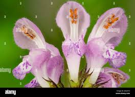 Attēlu rezultāti vaicājumam “Lamium maculatum flower”