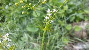 Attēlu rezultāti vaicājumam “Galium rivale flower”