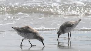 Attēlu rezultāti vaicājumam “Calidris canutus”