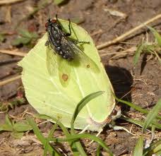 Attēlu rezultāti vaicājumam “Gonepteryx rhamni female”