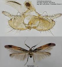 Attēlu rezultāti vaicājumam “Coleophoridae”