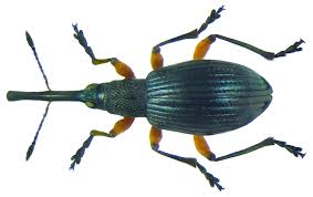 Attēlu rezultāti vaicājumam “Protapion sp.”