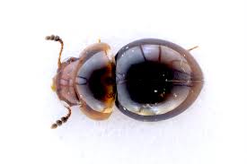 Attēlu rezultāti vaicājumam “Leiodidae”