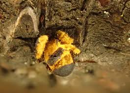 Attēlu rezultāti vaicājumam “Trichia alpina”