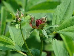 Attēlu rezultāti vaicājumam “Comarum palustre flower”