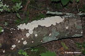 Attēlu rezultāti vaicājumam “Cystostereum murrayi”