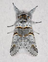 Attēlu rezultāti vaicājumam “Furcula bifida”