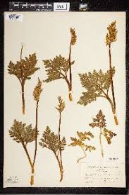 Attēlu rezultāti vaicājumam “Botrychium multifidum”